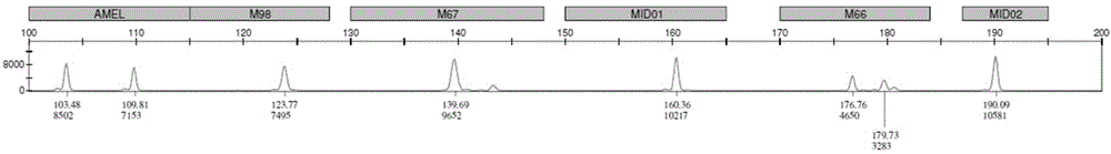 人叶酸代谢相关的三个SNP位点基因分型的PCR扩增系统和检测试剂盒的制作方法与工艺