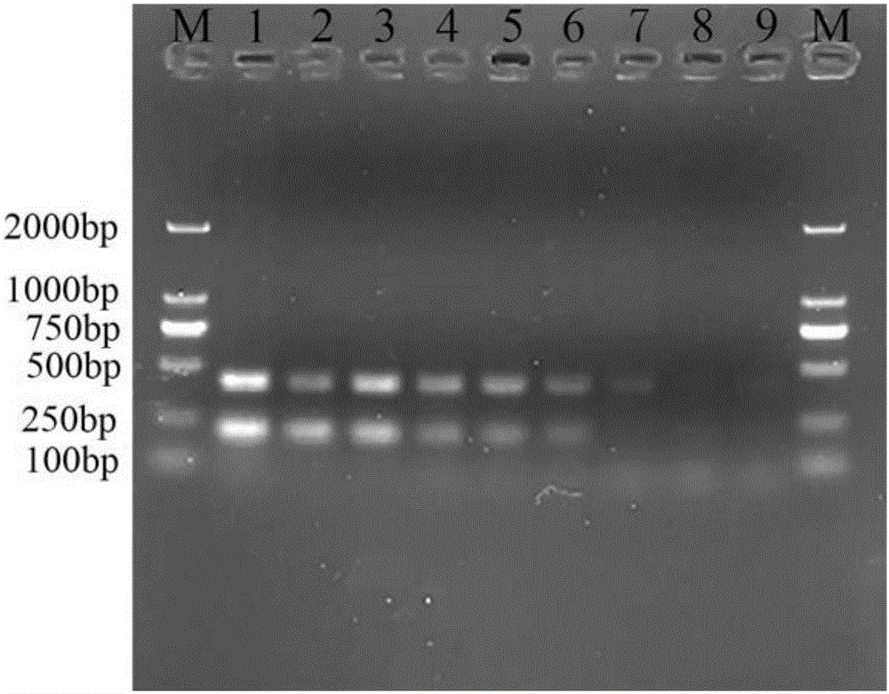 同步检测肺炎克雷伯氏菌和豚鼠气单胞菌的双重PCR引物及其检测方法与流程
