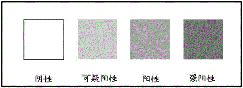 原血红素和β‑葡萄糖醛酸苷酶联合在鼻咽部上皮细胞异质性增生检测中的应用及试剂盒的制作方法与工艺