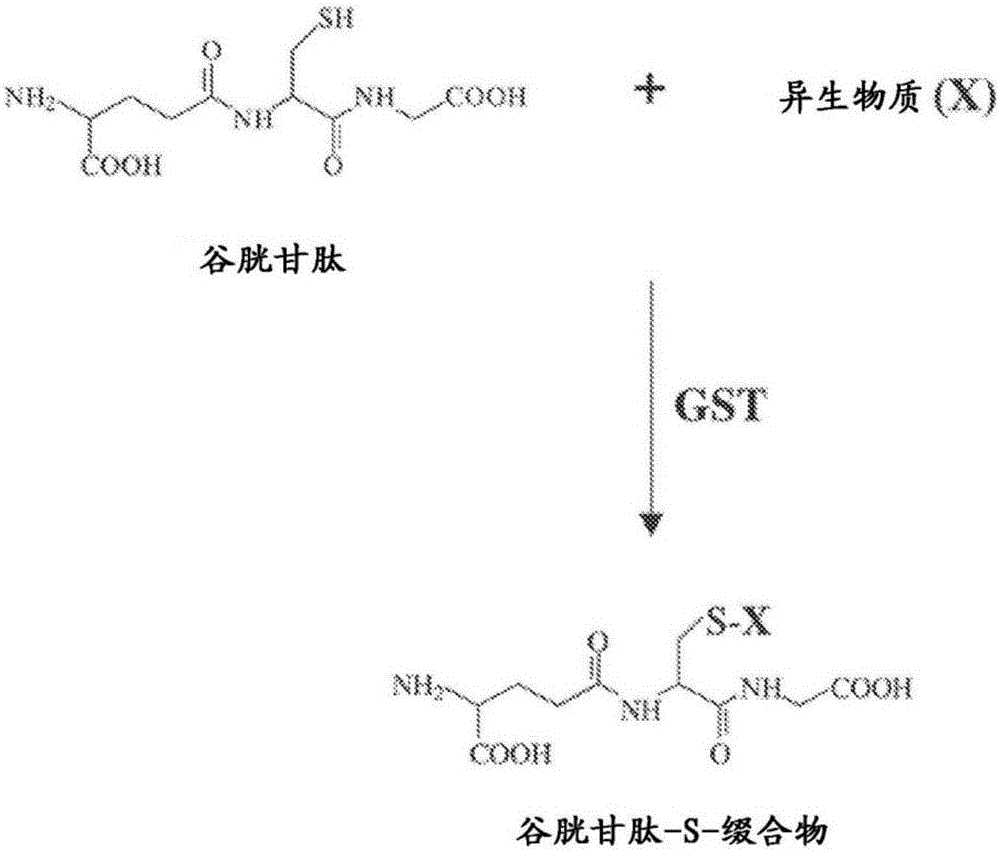 具有差异GSTT1表达或基因型的干细胞亚群的制作方法与工艺