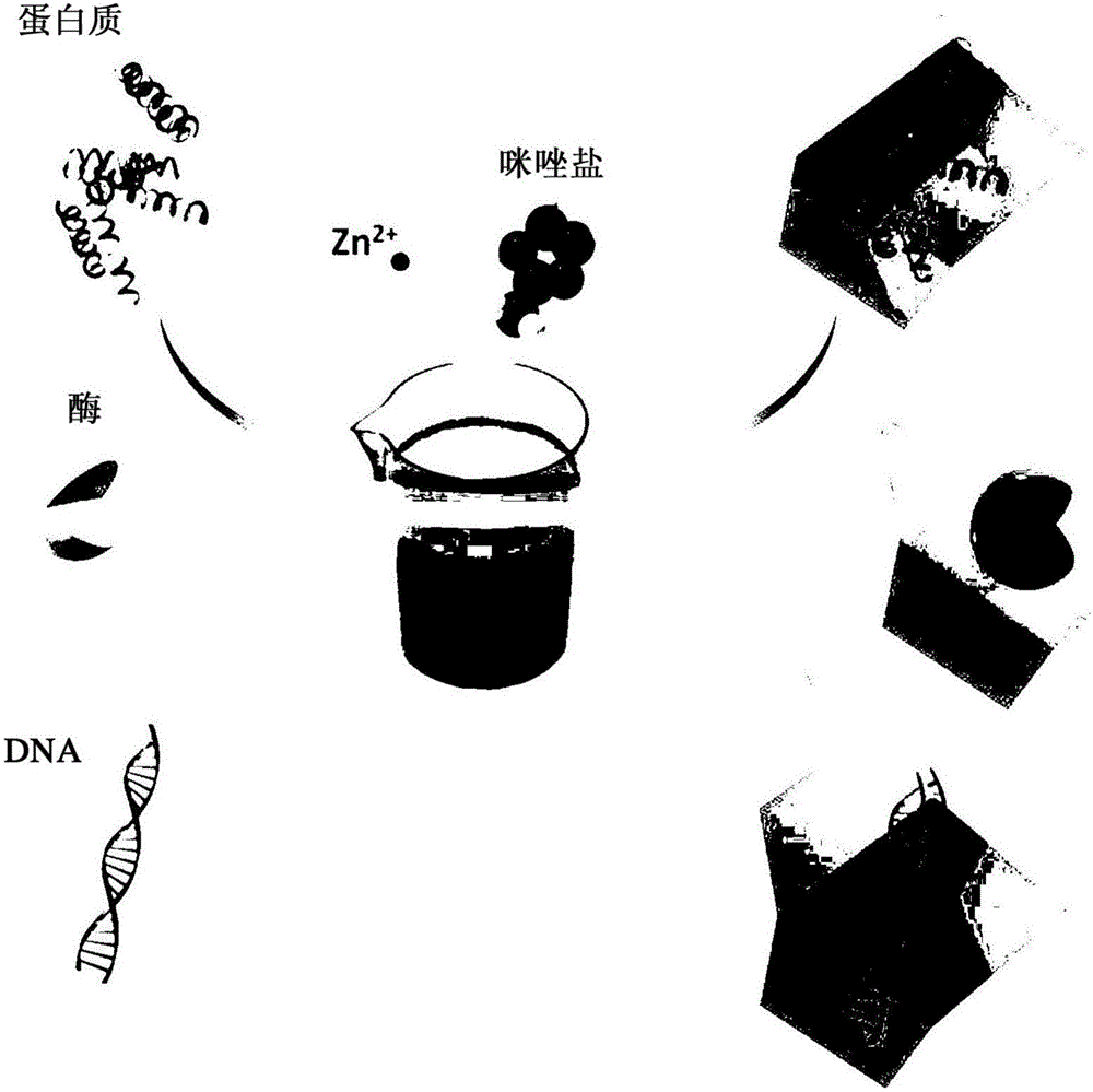 主?客金屬有機(jī)骨架系統(tǒng)的制作方法與工藝