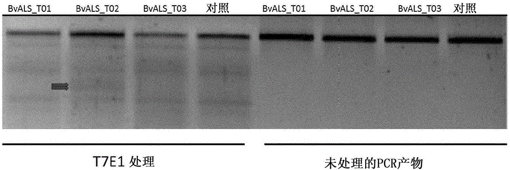 通過TALEN平臺技術(shù)的甜菜原生質(zhì)體的轉(zhuǎn)化方法與流程