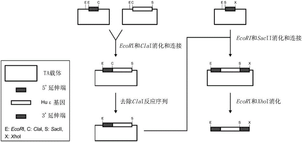 能產(chǎn)生比小鼠IgE量高出許多的人源化IgE的基因轉(zhuǎn)殖動(dòng)物的制作方法與工藝