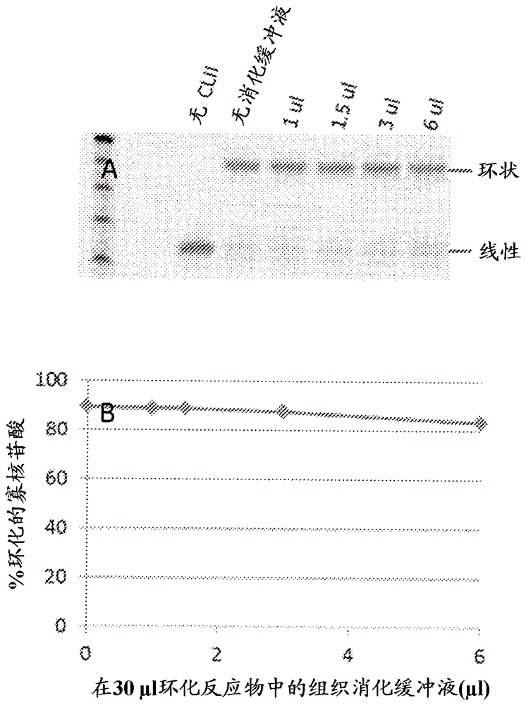 直接從未純化的生物樣本分析核酸的方法與流程