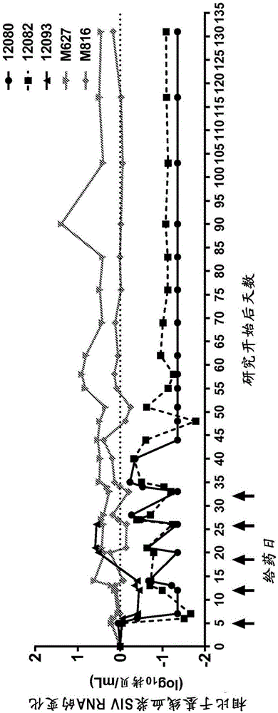 用于治疗HIV的TOLL样受体调节剂的制作方法与工艺