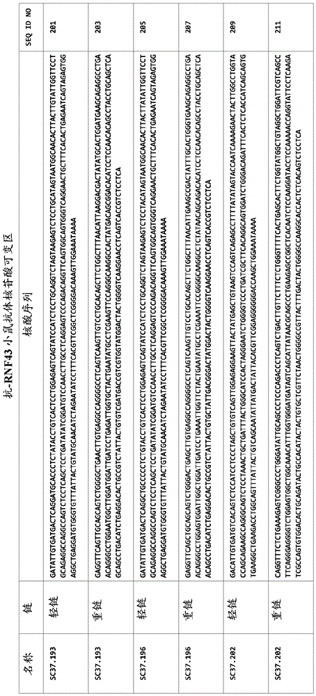 新的抗‑RNF43抗体和使用方法与流程