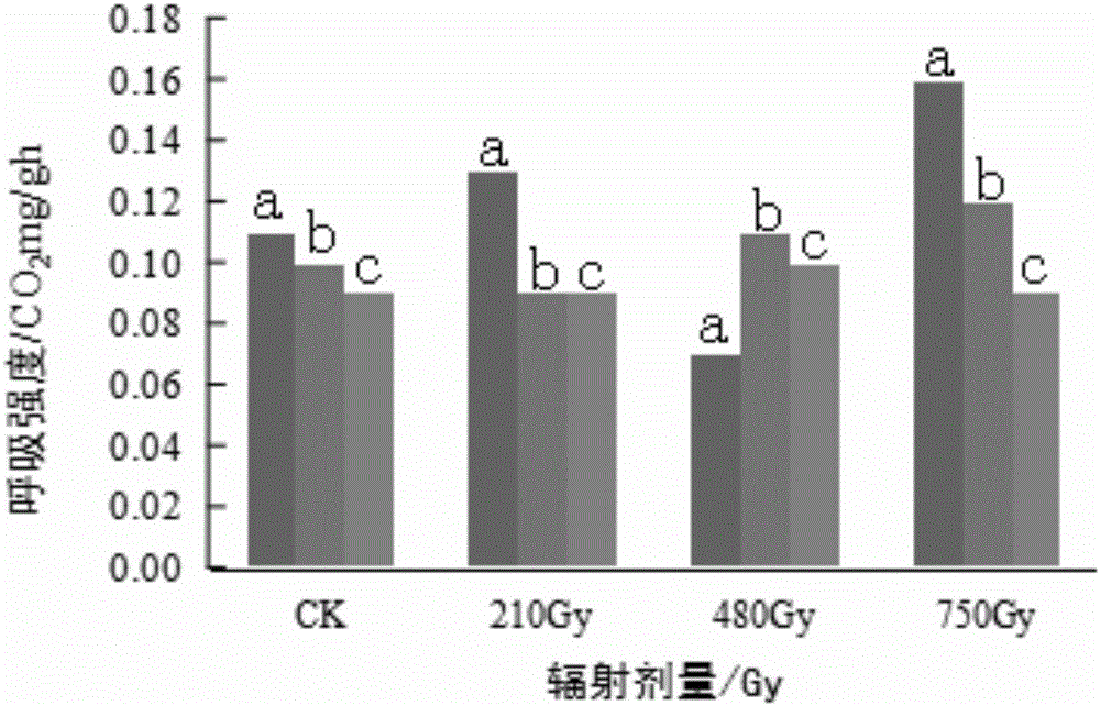 60Co‑γ辐射抑制猴头菇褐变的方法与流程