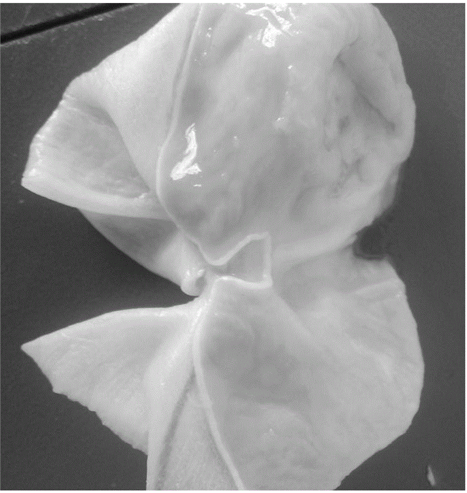 九香虫脂肪油提取物的新用途的制作方法与工艺