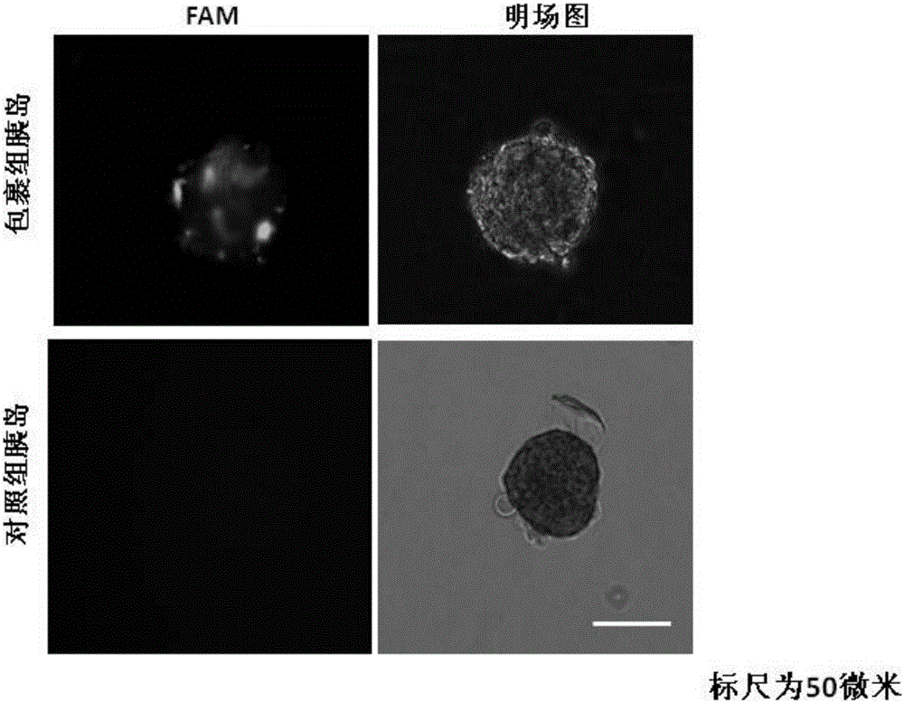 磷脂‑糖胺聚糖仿生细胞外基质纳米膜及其制备方法与应用与流程