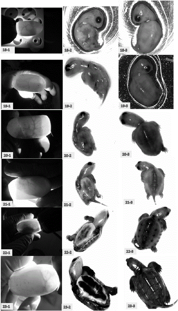 一种可无需解剖判断黄喉拟水龟胚胎发育时相的方法与流程