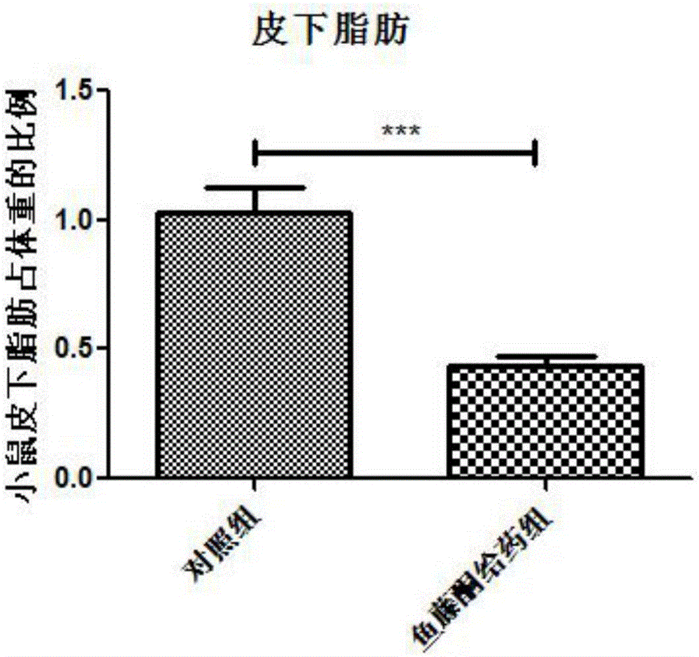 鱼藤酮在制备肥胖以及脂肪肝疾病药物中的应用的制作方法与工艺