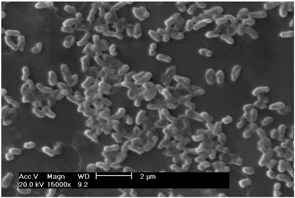一株门多萨假单胞菌MKC‑02菌株及其在废水脱氮中的应用的制作方法与工艺