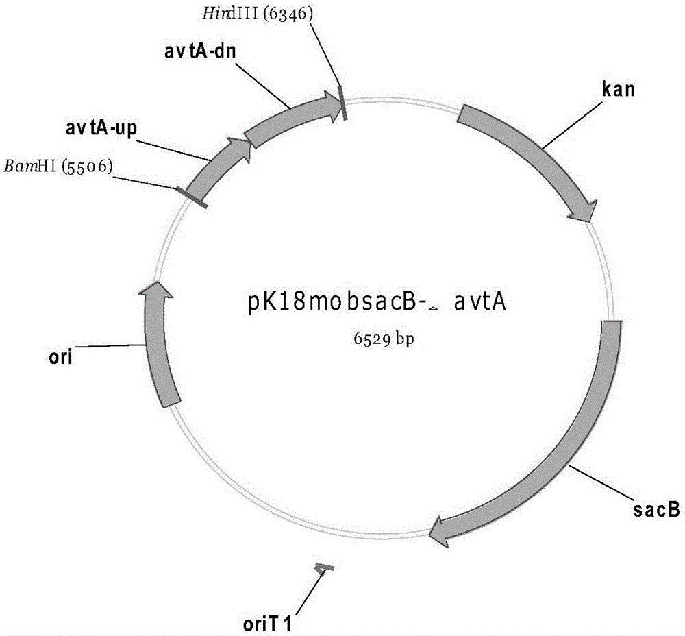 重组菌株及其制备方法和生产L‑缬氨酸的方法与流程