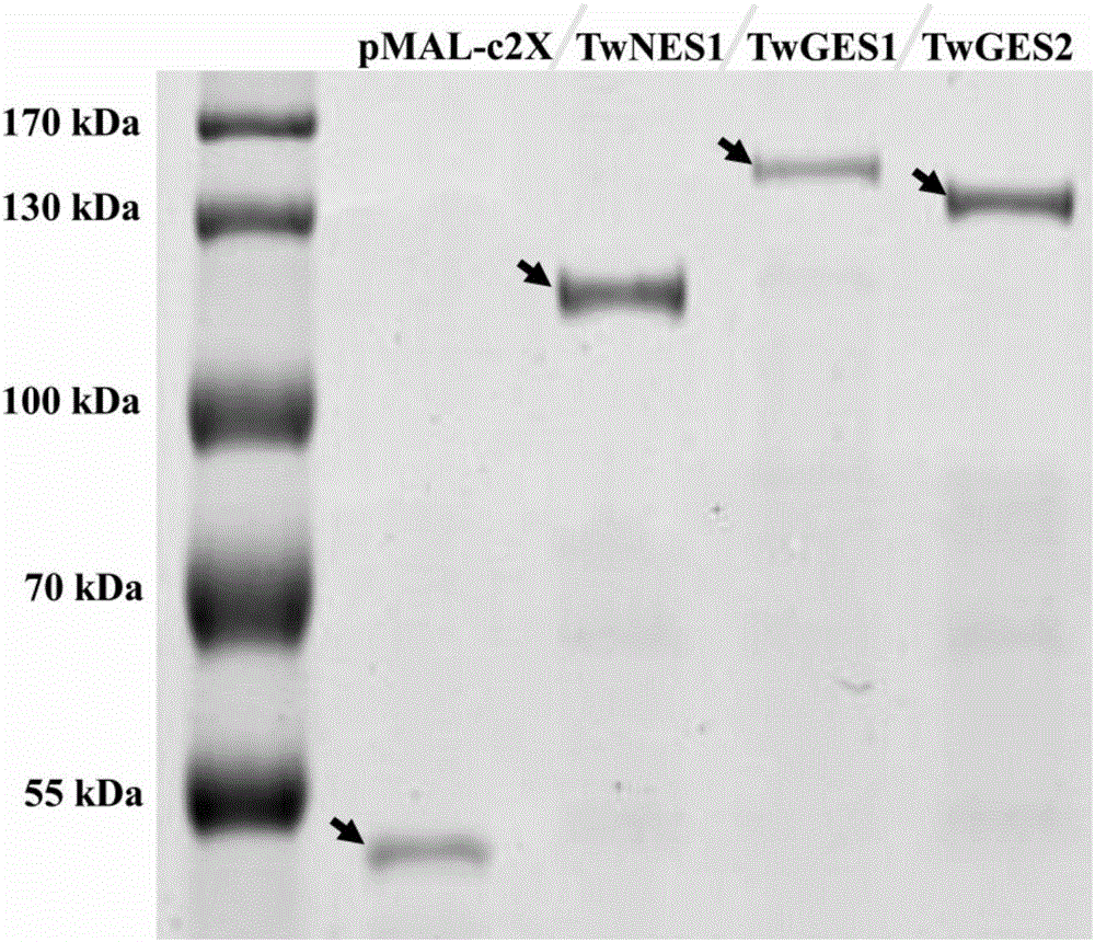 雷公藤二萜合酶TwGES1及其编码基因与应用的制作方法与工艺