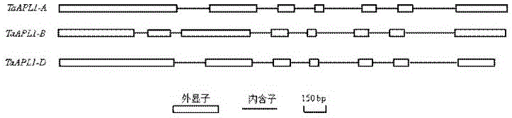 一種提高植物抗旱能力的基因及其應(yīng)用的制作方法與工藝