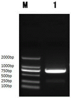 香菇C91‑3菌株的Latcripin‑8基因片段、编码蛋白、制备方法及用途与流程