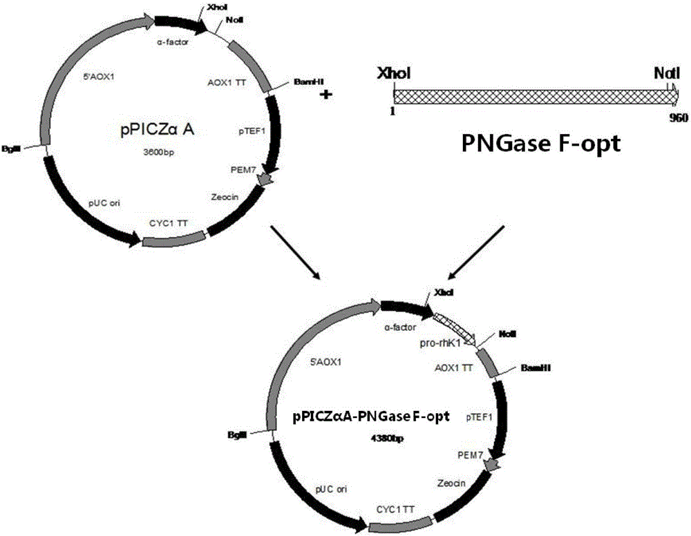 一种重组N‑糖酰胺酶F及其编码基因和应用的制作方法与工艺