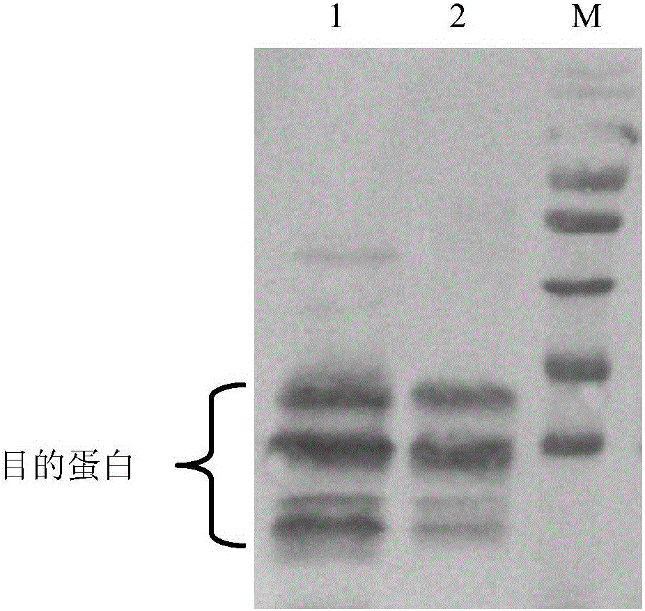 一種胸腺素α1?豬干擾素α融合蛋白基因及其重組蛋白的制備方法與流程