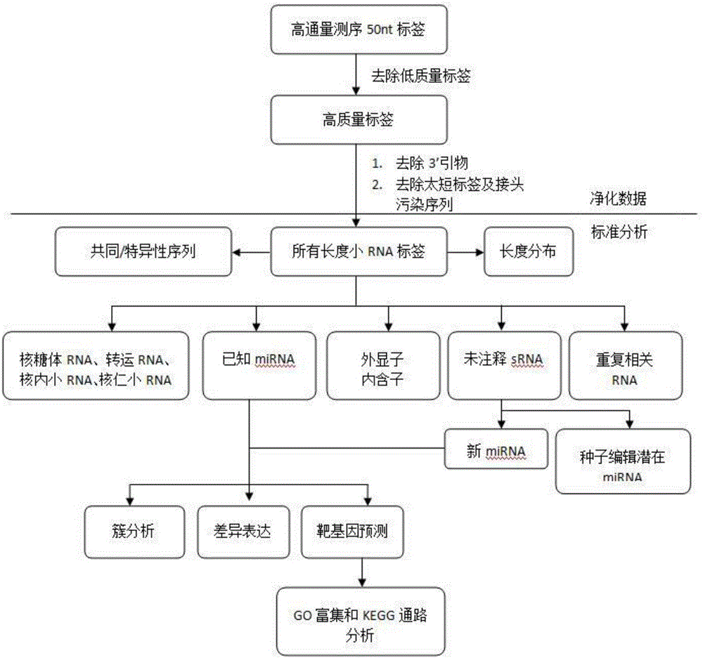 一种萨能奶山羊胎儿成纤维细胞miRNA的筛选与鉴定方法与流程