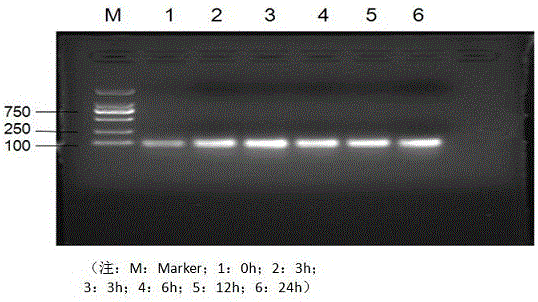 一种判断MircroRNA基因敲除动物作为实验动物模型的可靠性的方法与流程