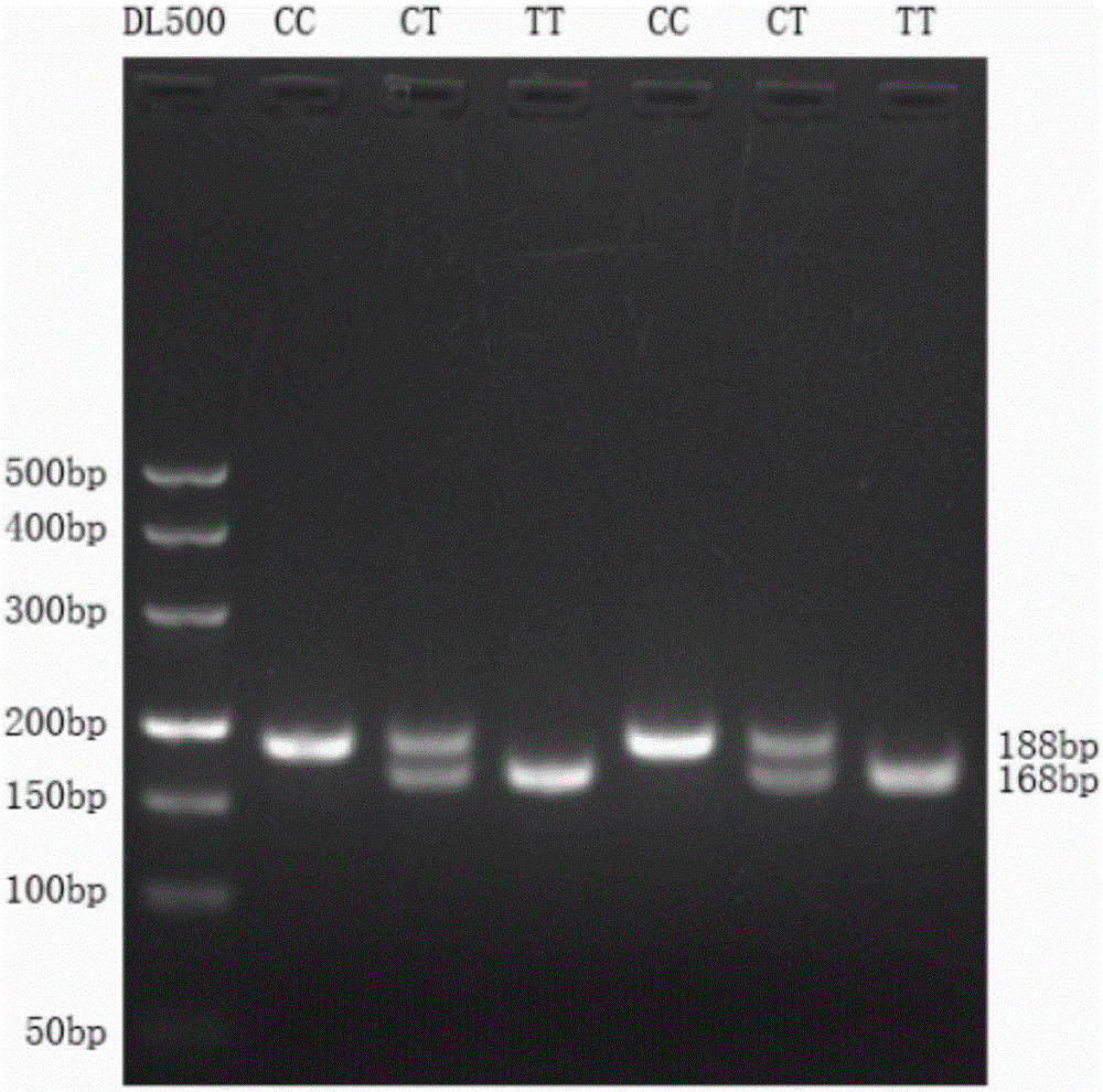 秦川牛microRNA‑320a‑1基因单核苷酸多态性的检测方法及其应用与流程