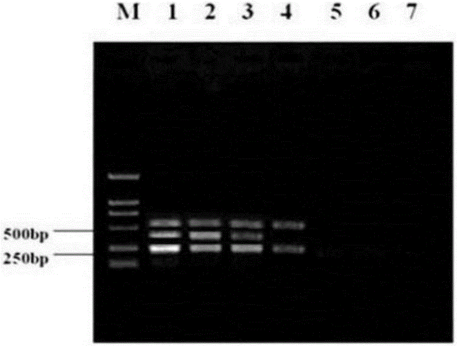 一种鉴别PRRSV的多重RT‑PCR检测试剂盒的制作方法与工艺
