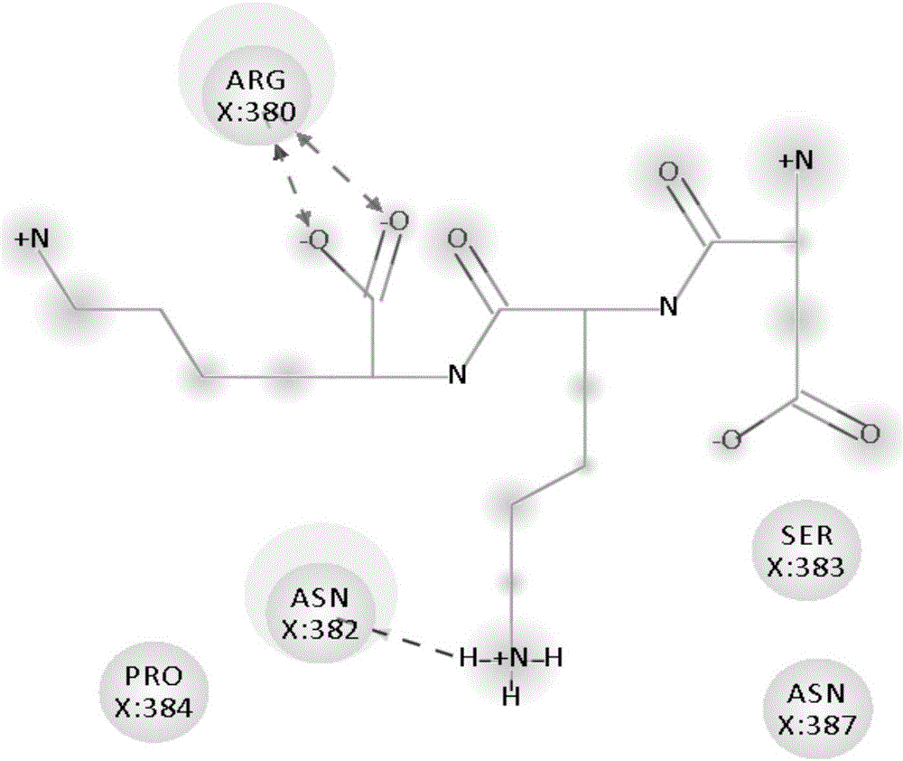 一种Keap1 Kelch 区多位点分子对接筛选食源性抗氧化寡肽的方法与流程