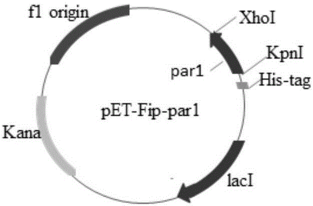 一种漏斗大孔菌免疫调节蛋白Fip‑par1及其制备方法和应用与流程