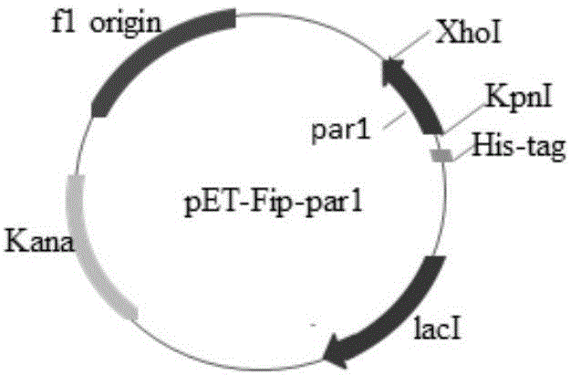 一種漏斗大孔菌免疫調(diào)節(jié)蛋白Fip?par1及其制備方法和應(yīng)用與流程