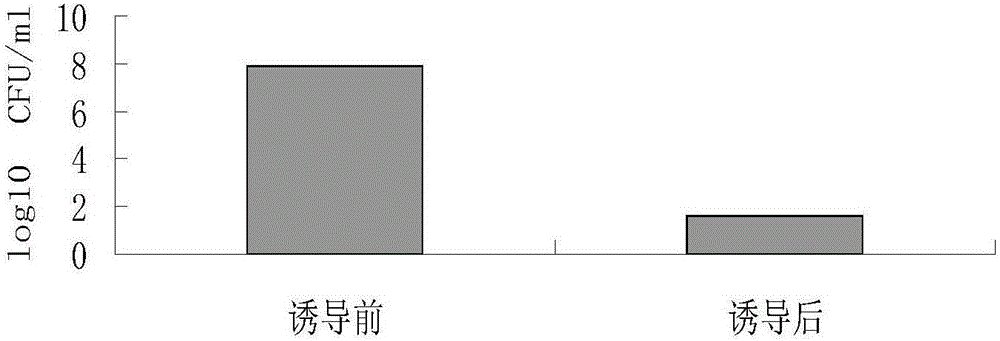 一種淋病奈瑟菌?沙門菌雙效疫苗、制備方法及應用與流程