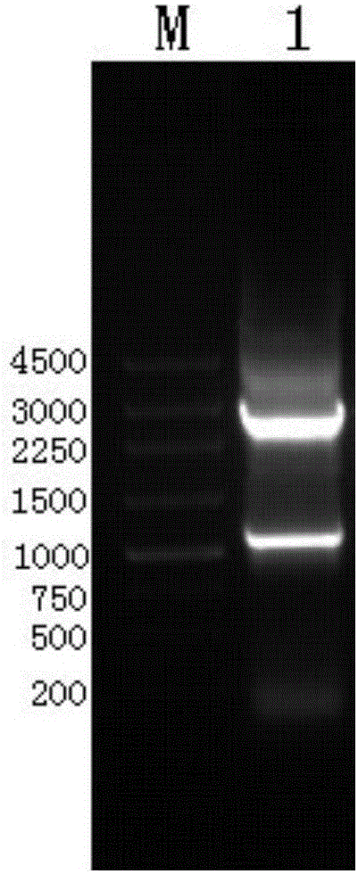 鸭疫里默氏杆菌血清1型铁载体受体蛋白SRP及其基因工程突变菌株的构建方法与流程