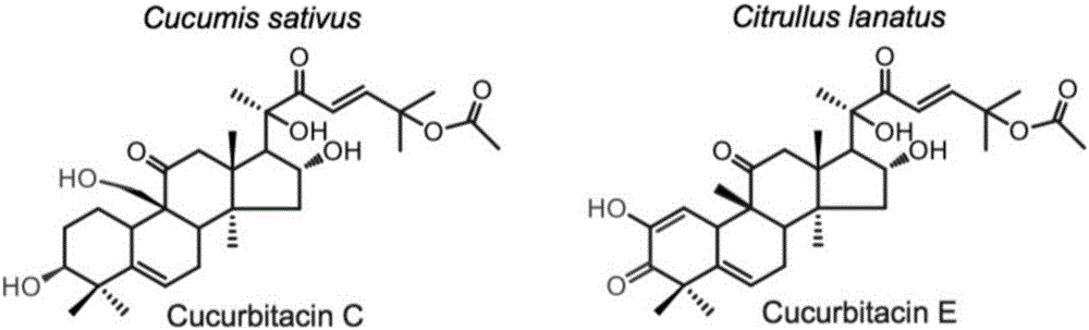 參與調(diào)控西瓜苦味素合成的轉(zhuǎn)錄因子及其應(yīng)用的制作方法與工藝