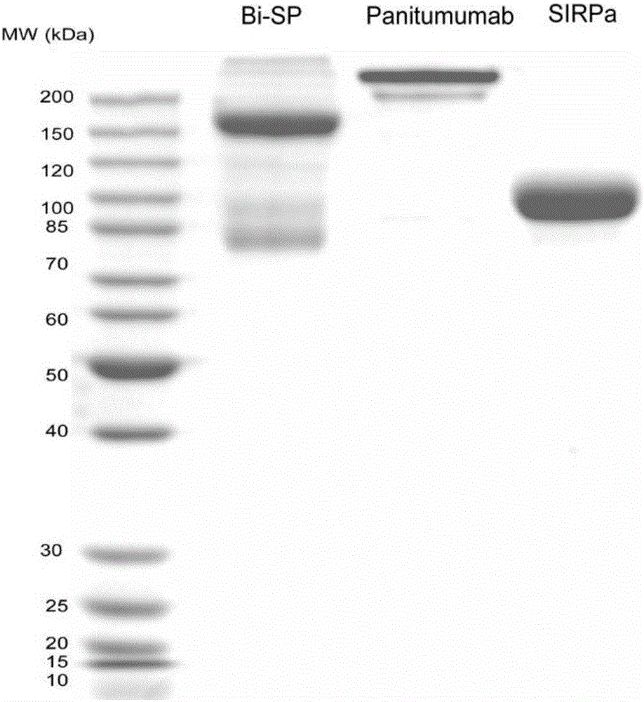 抗CD47和EGFR的雙功能蛋白及其制備方法與應(yīng)用與流程