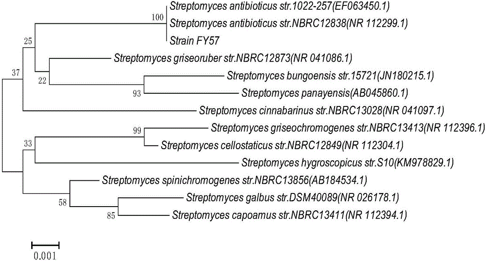 抗生鏈霉菌FY57及其在制備胰蛋白酶抑制劑中的應(yīng)用的制作方法與工藝