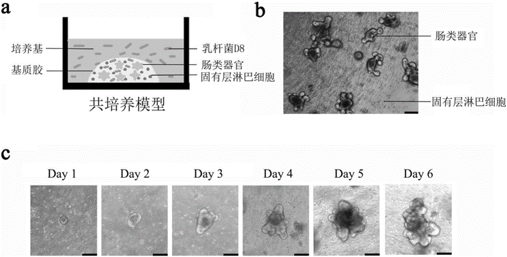 乳桿菌D8及其應(yīng)用的制作方法與工藝