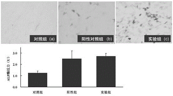 一種提高人羊膜間充質(zhì)干細胞成骨分化效率的方法及應(yīng)用與流程