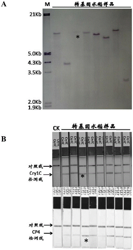 抗螟虫抗草甘膦转基因水稻RCRC03的构建方法与流程