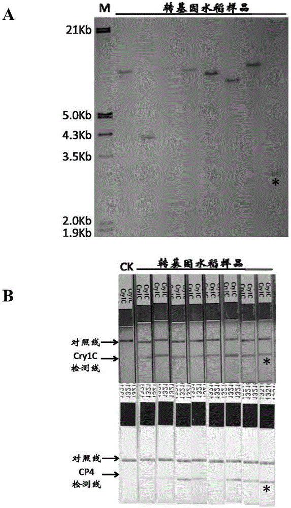 抗螟蟲抗草甘膦轉(zhuǎn)基因水稻KCRC04的構(gòu)建方法與流程