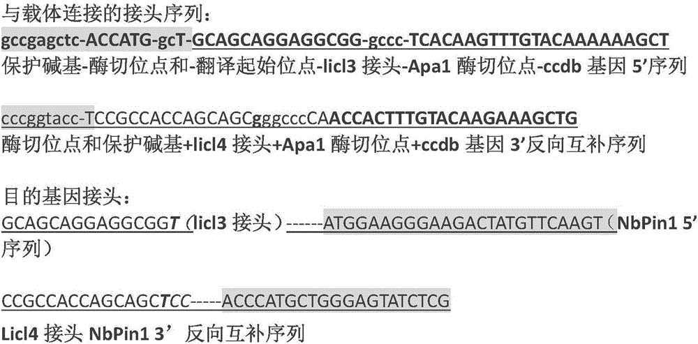 一种连接非依赖克隆接头序列和应用的制作方法与工艺