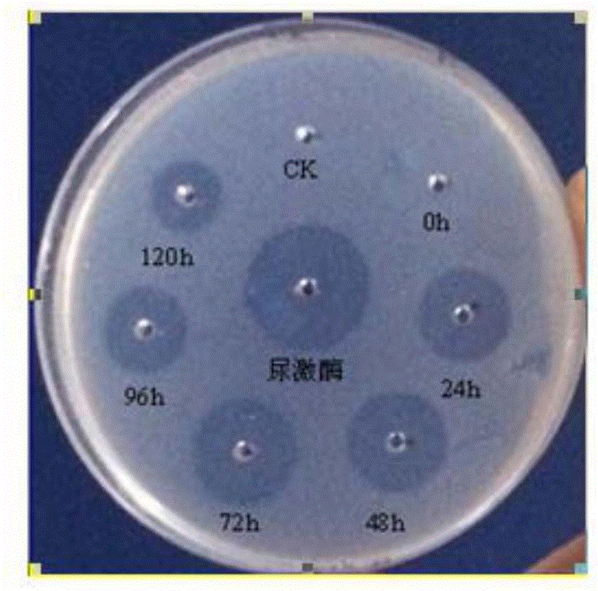 一種方格星蟲纖溶酶cDNA基因、重組纖溶酶及其應(yīng)用的制作方法與工藝