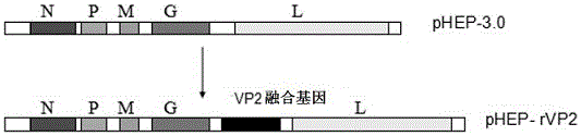 一種VP2融合基因、重組狂犬病病毒rHEP?rVP2株、構(gòu)建方法及其應(yīng)用與流程