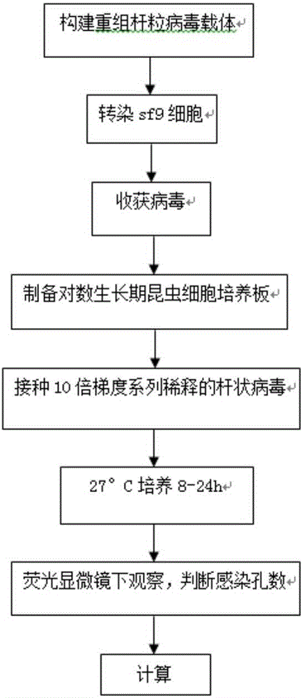 可快速測定滴度的桿狀病毒表達(dá)載體及其構(gòu)建和應(yīng)用的制作方法與工藝