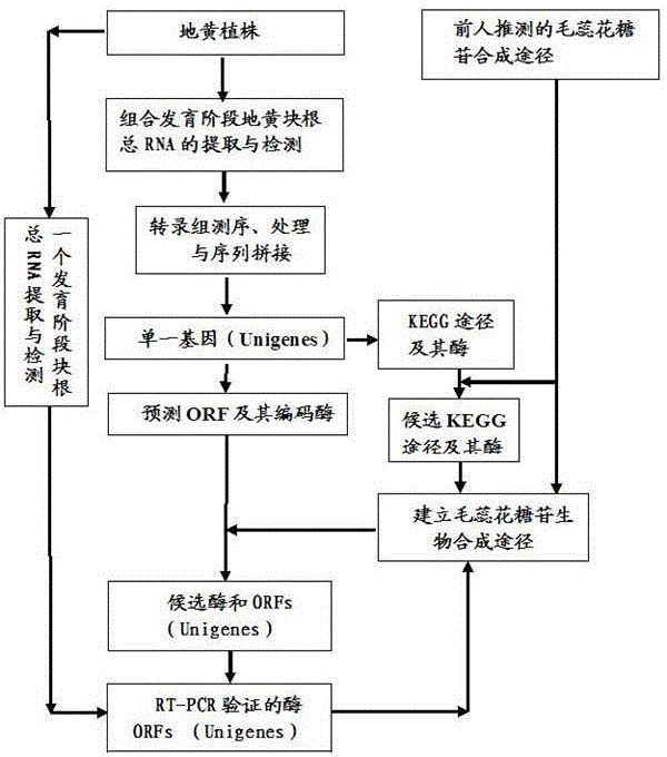 毛蕊花糖苷生物合成途徑及其合成酶相關(guān)基因的制作方法與工藝