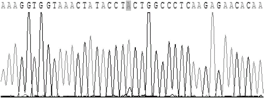 一種用BseNI鑒定人乳腺癌MALAT1基因rs619586多態(tài)性的方法與流程