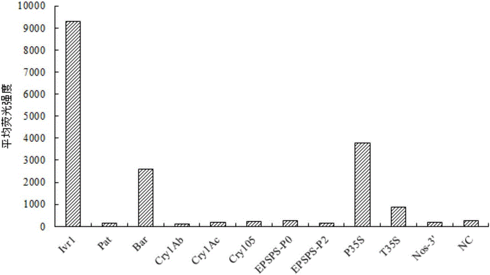 一種用于轉(zhuǎn)基因玉米檢測(cè)的探針組合、液相芯片、試劑盒及其應(yīng)用的制作方法與工藝