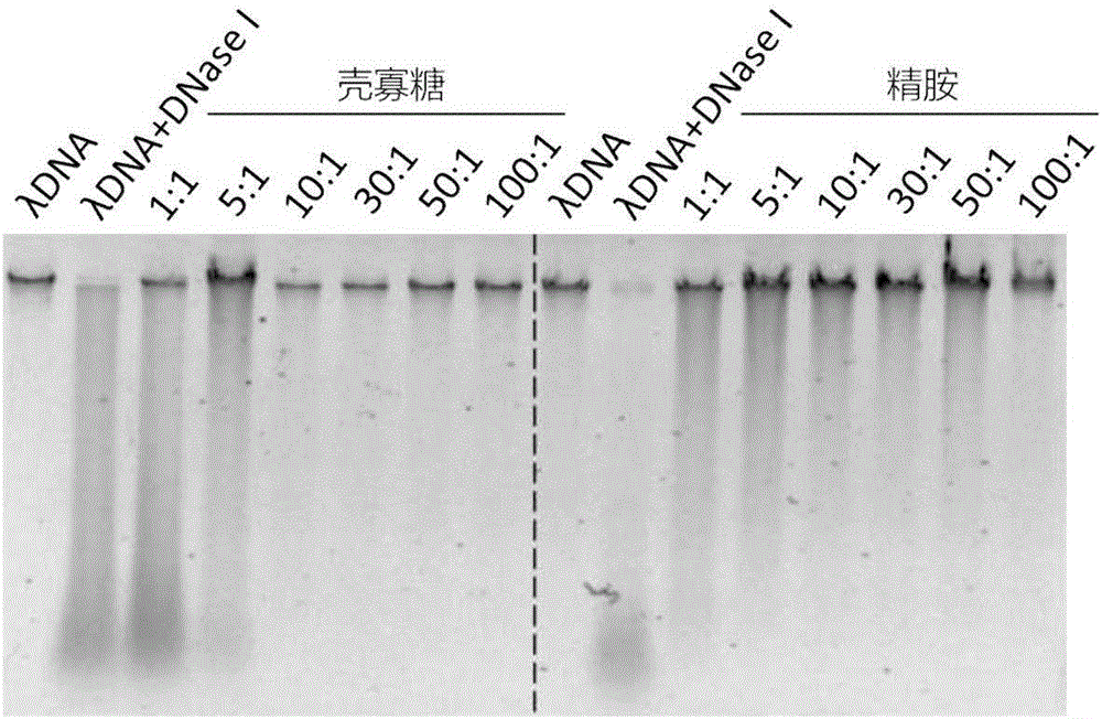 一種液態(tài)產(chǎn)品中外源DNA內(nèi)標(biāo)物的保護(hù)方法及其應(yīng)用與流程