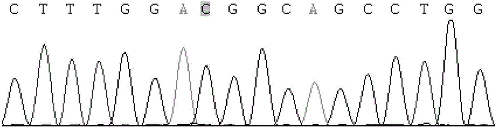 利用PCR‑SSCP快速检测绵羊NELF基因单核苷酸多态性的方法及其应用与流程