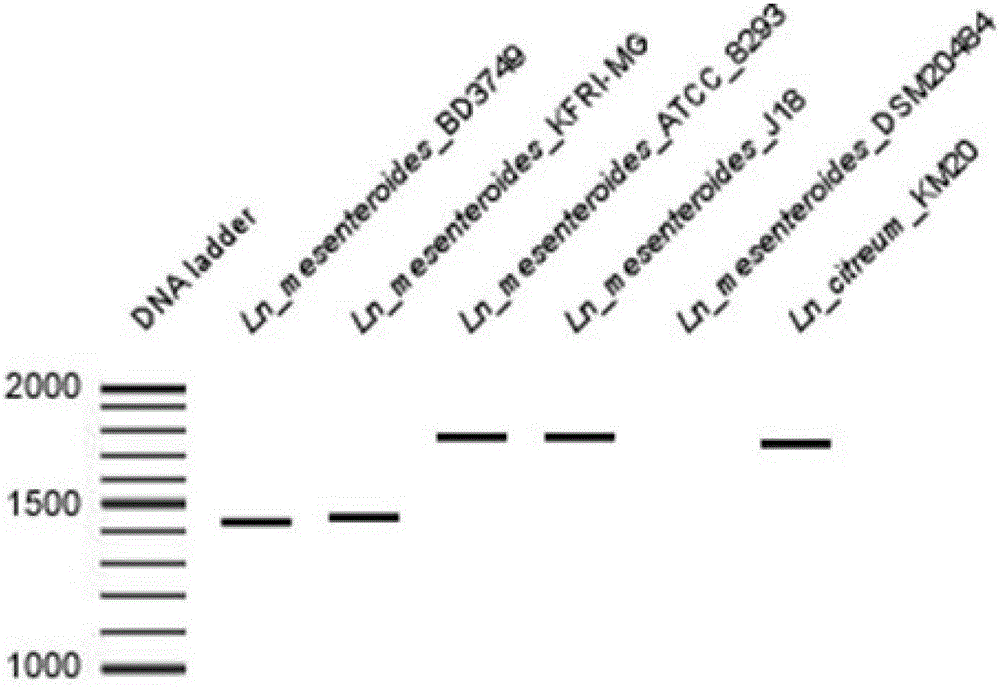 一种肠膜明串珠菌肠膜亚种不同菌株的甄别方法与流程