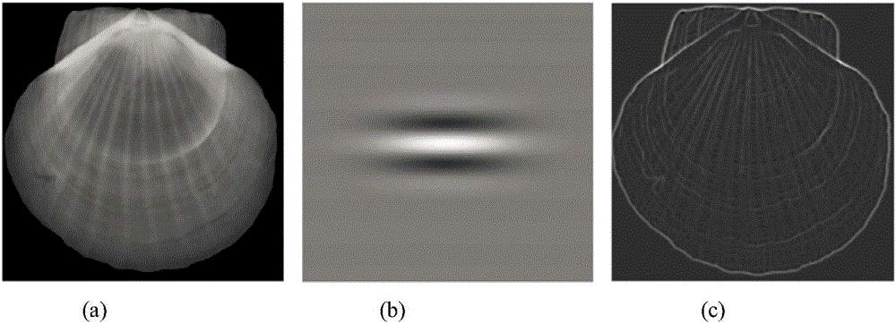 一种扇贝贝壳生长纹路的分割与识别方法与流程
