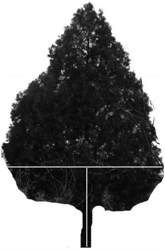 一种柏科植物冠形图像分析方法与流程
